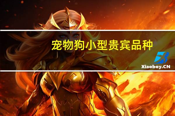 宠物狗小型贵宾品种