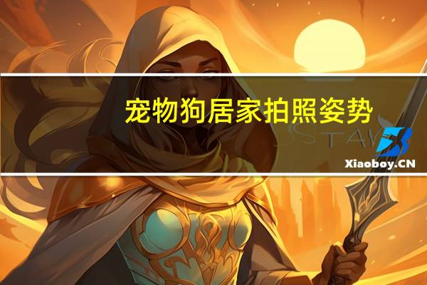 宠物狗居家拍照姿势