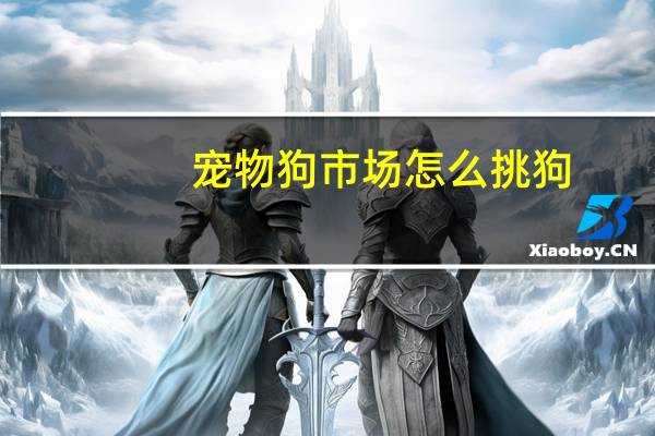 宠物狗市场怎么挑狗