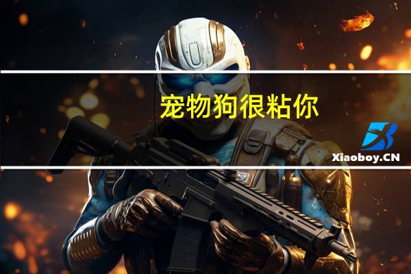 宠物狗很粘你