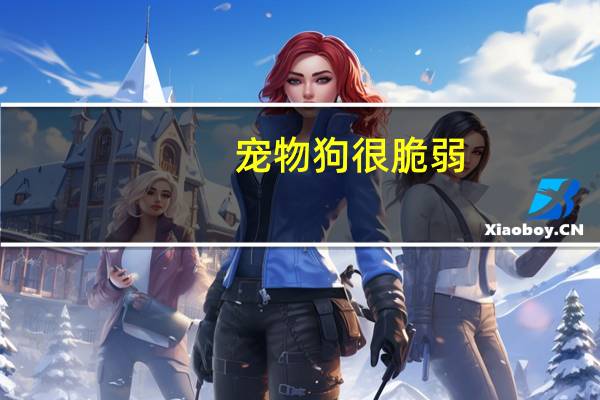 宠物狗很脆弱
