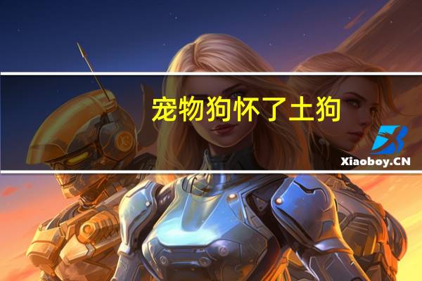 宠物狗怀了土狗