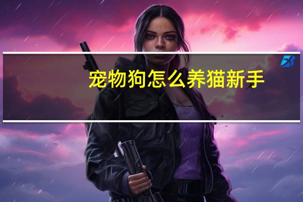 宠物狗怎么养猫新手