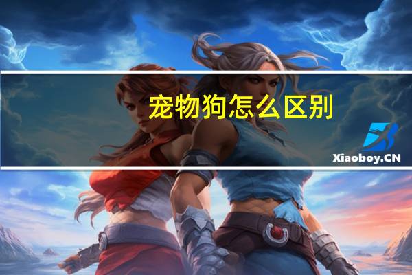 宠物狗怎么区别