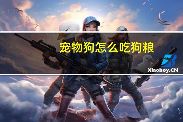 宠物狗怎么吃狗粮