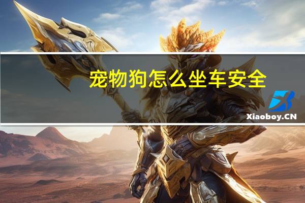 宠物狗怎么坐车安全
