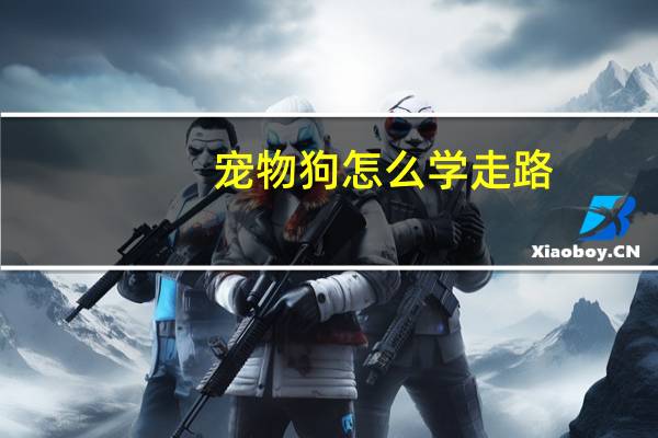 宠物狗怎么学走路