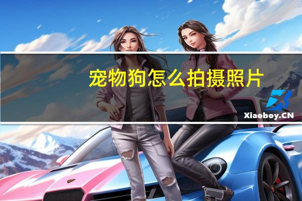 宠物狗怎么拍摄照片