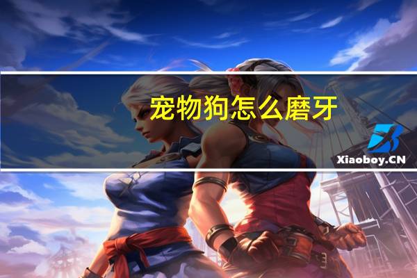 宠物狗怎么磨牙