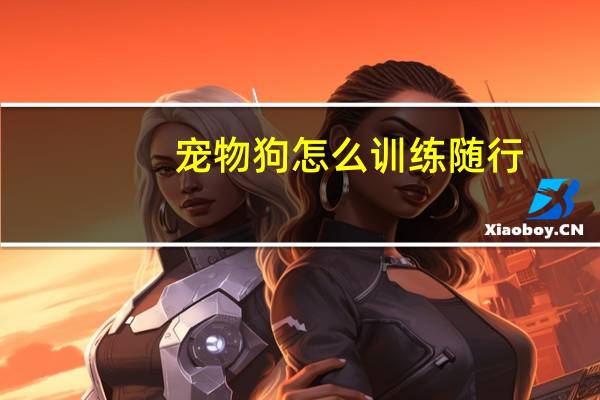 宠物狗怎么训练随行