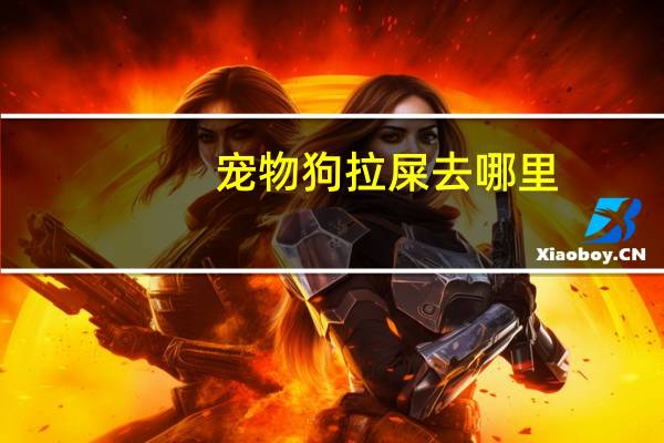 宠物狗拉屎去哪里