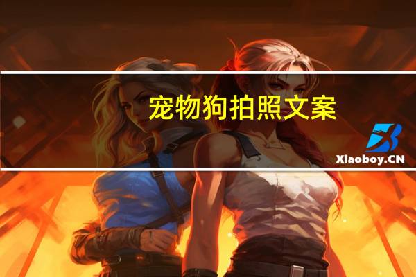 宠物狗拍照文案