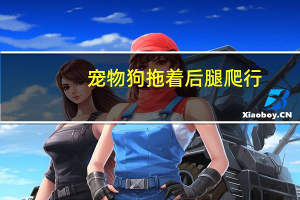 宠物狗拖着后腿爬行