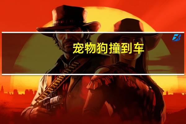 宠物狗撞到车