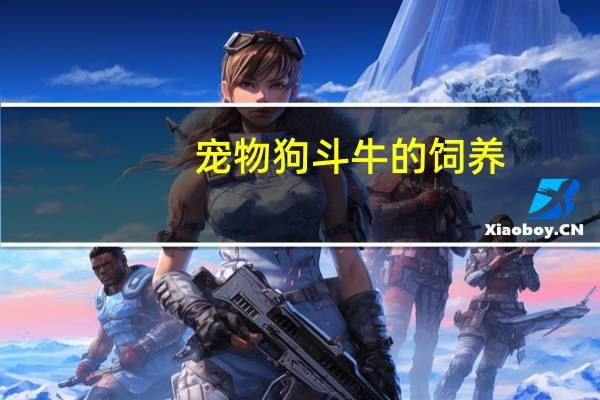 宠物狗斗牛的饲养