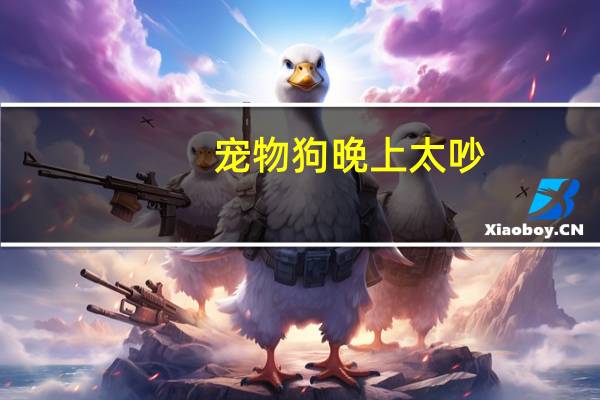 宠物狗晚上太吵