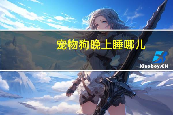 宠物狗晚上睡哪儿