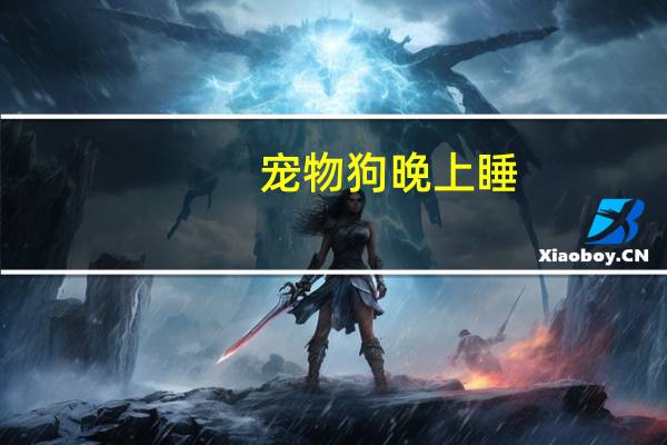 宠物狗晚上睡