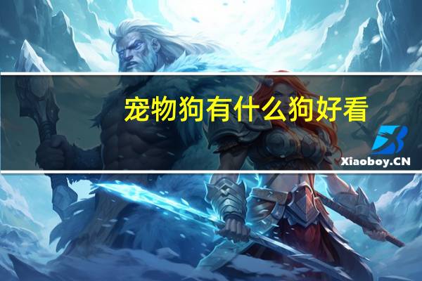 宠物狗有什么狗好看