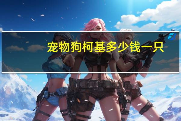 宠物狗柯基多少钱一只