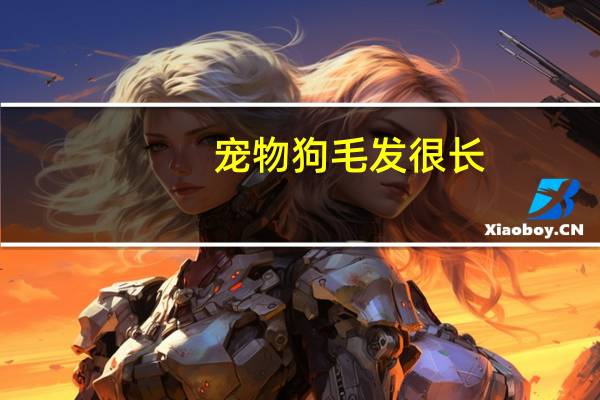 宠物狗毛发很长