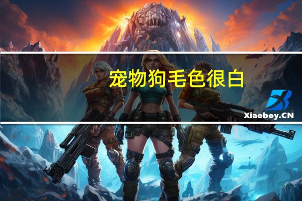 宠物狗毛色很白
