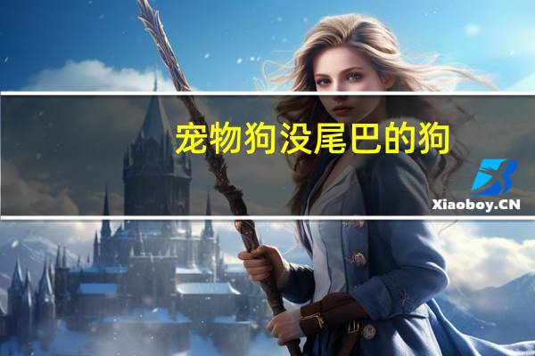 宠物狗没尾巴的狗