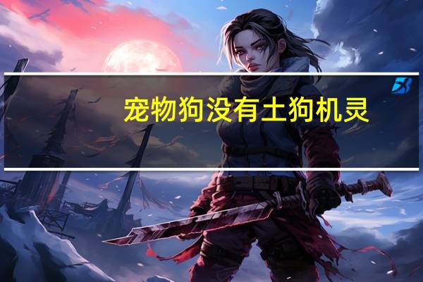 宠物狗没有土狗机灵