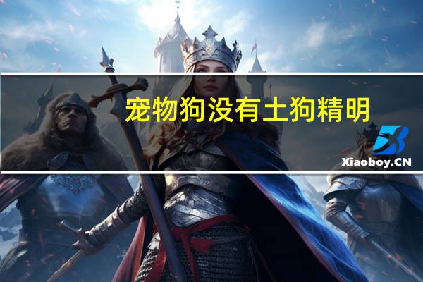 宠物狗没有土狗精明