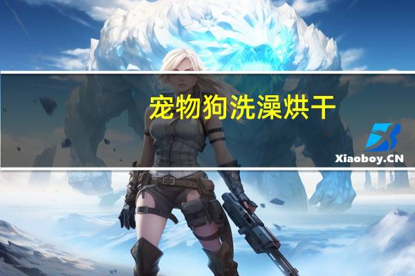 宠物狗洗澡烘干