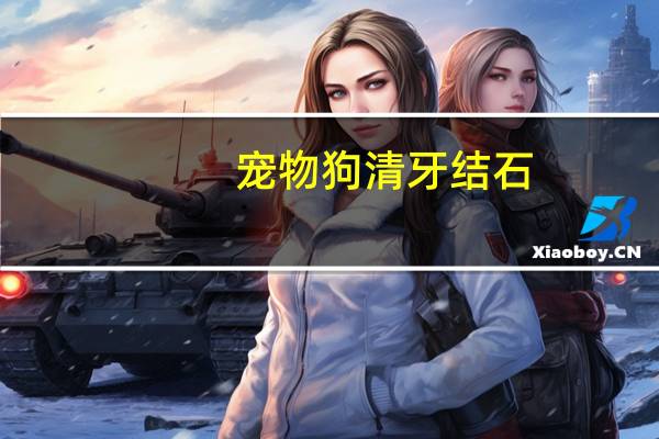 宠物狗清牙结石