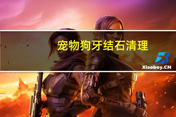 宠物狗牙结石清理