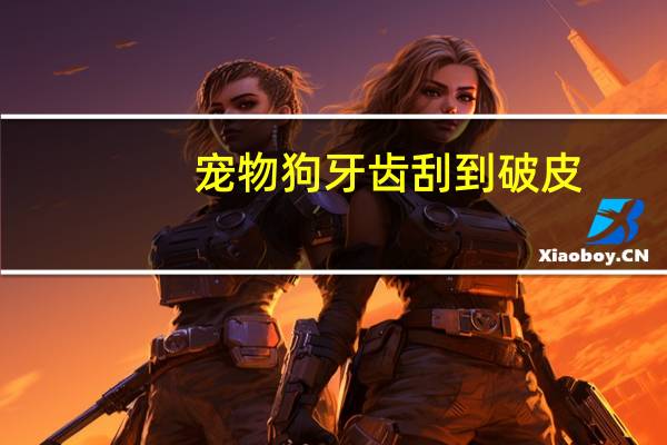 宠物狗牙齿刮到破皮