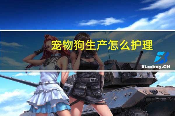 宠物狗生产怎么护理