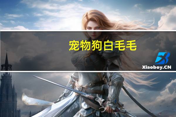 宠物狗白毛毛