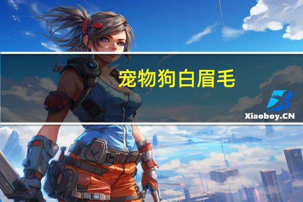 宠物狗白眉毛