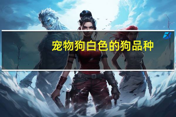 宠物狗白色的狗品种