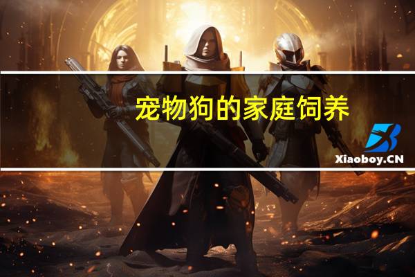 宠物狗的家庭饲养