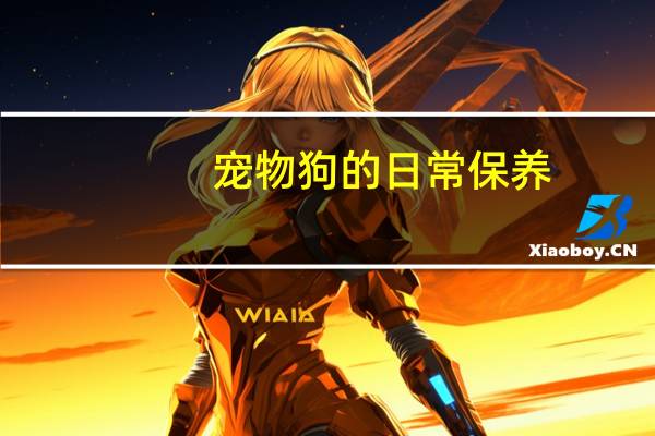 宠物狗的日常保养