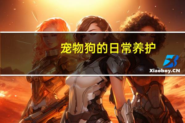 宠物狗的日常养护