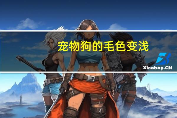宠物狗的毛色变浅