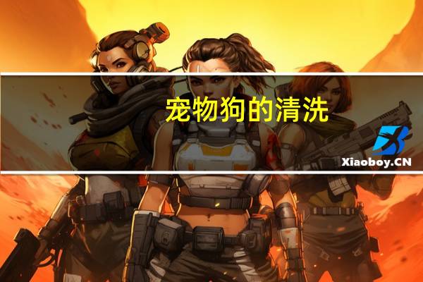 宠物狗的清洗