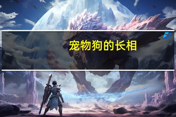 宠物狗的长相