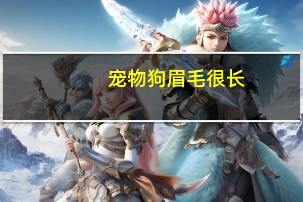 宠物狗眉毛很长