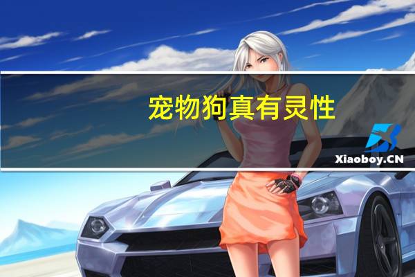 宠物狗真有灵性