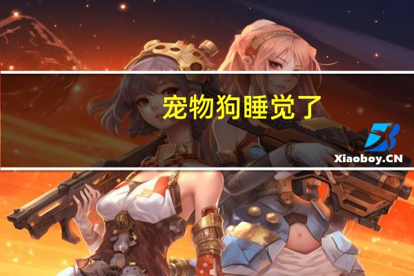 宠物狗睡觉了