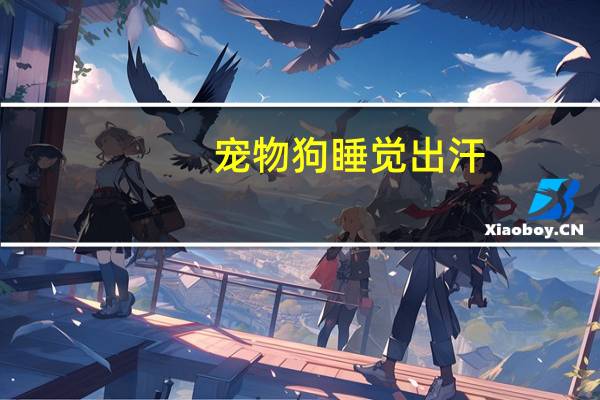 宠物狗睡觉出汗