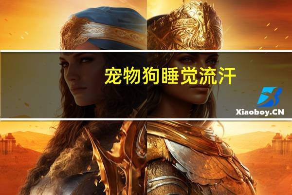 宠物狗睡觉流汗