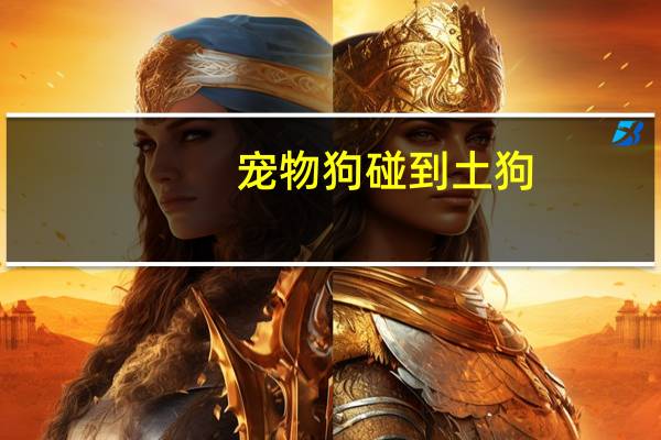 宠物狗碰到土狗