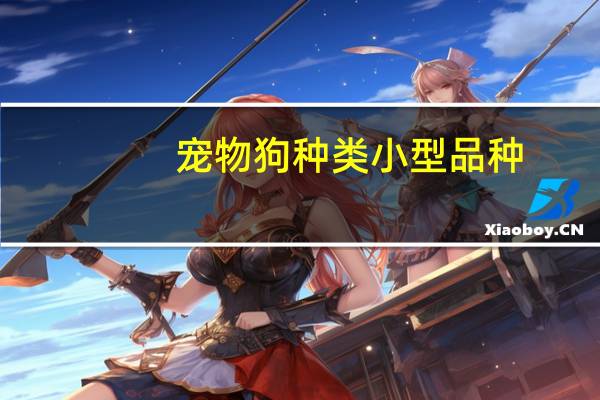 宠物狗种类小型品种